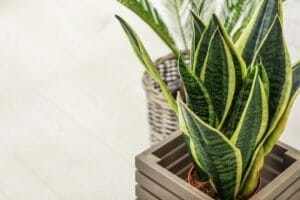 Snake Plant: Growing + Care Guide 1 snake plant in pot on floor
