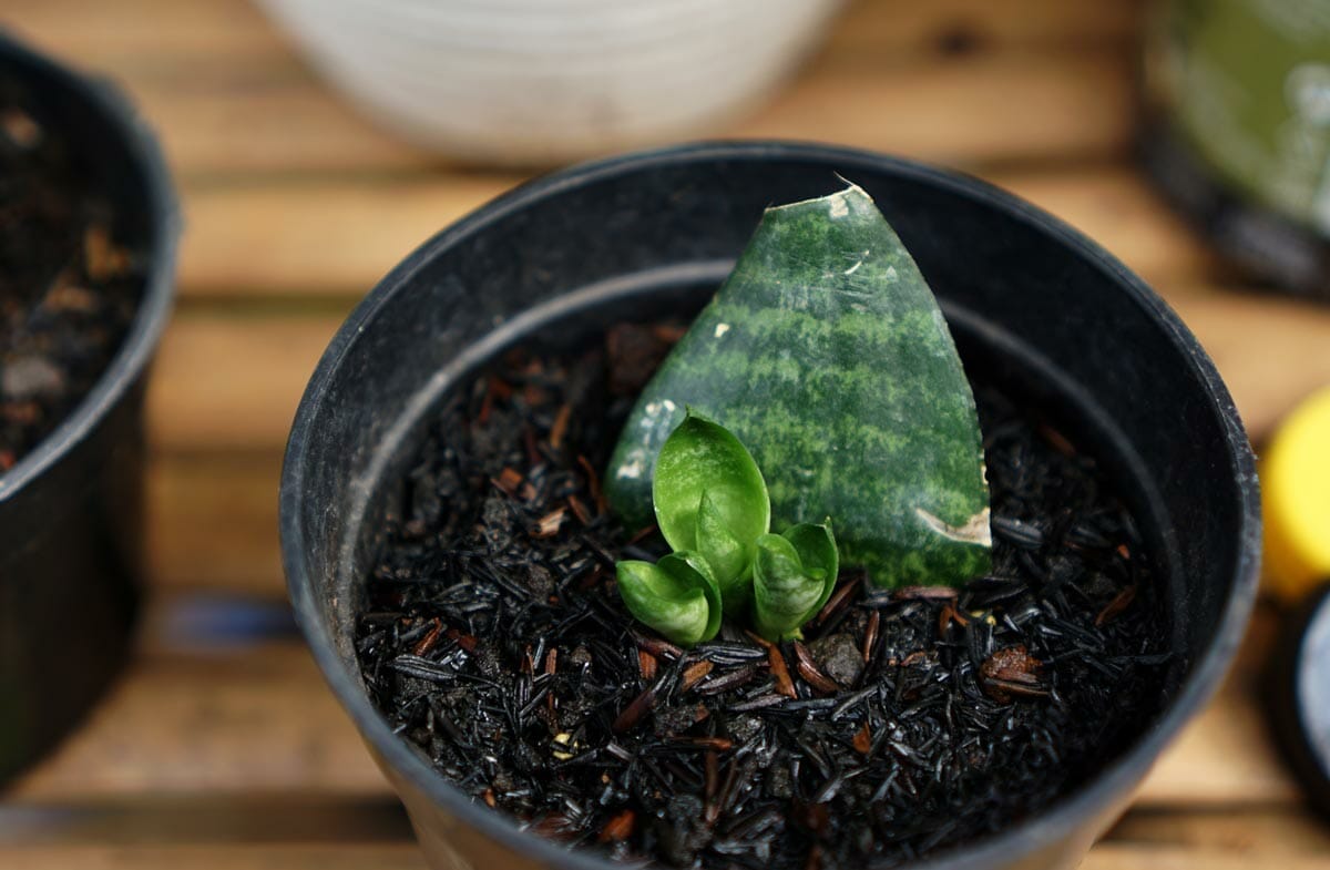 snake plant cutting and pup in soil