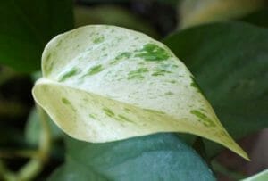 Snow Queen Pothos: Care & Propagation Guide + FAQ 1 snow queen pothos plant leaf