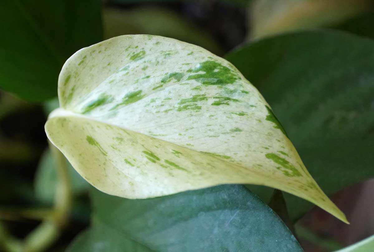 Pothos Leaves: 15 Common Problems (Turning Colors, Drooping, Wet, & More) 3 snow queen pothos plant leaf