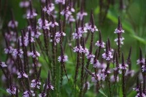 swamp verbena plant in bloom