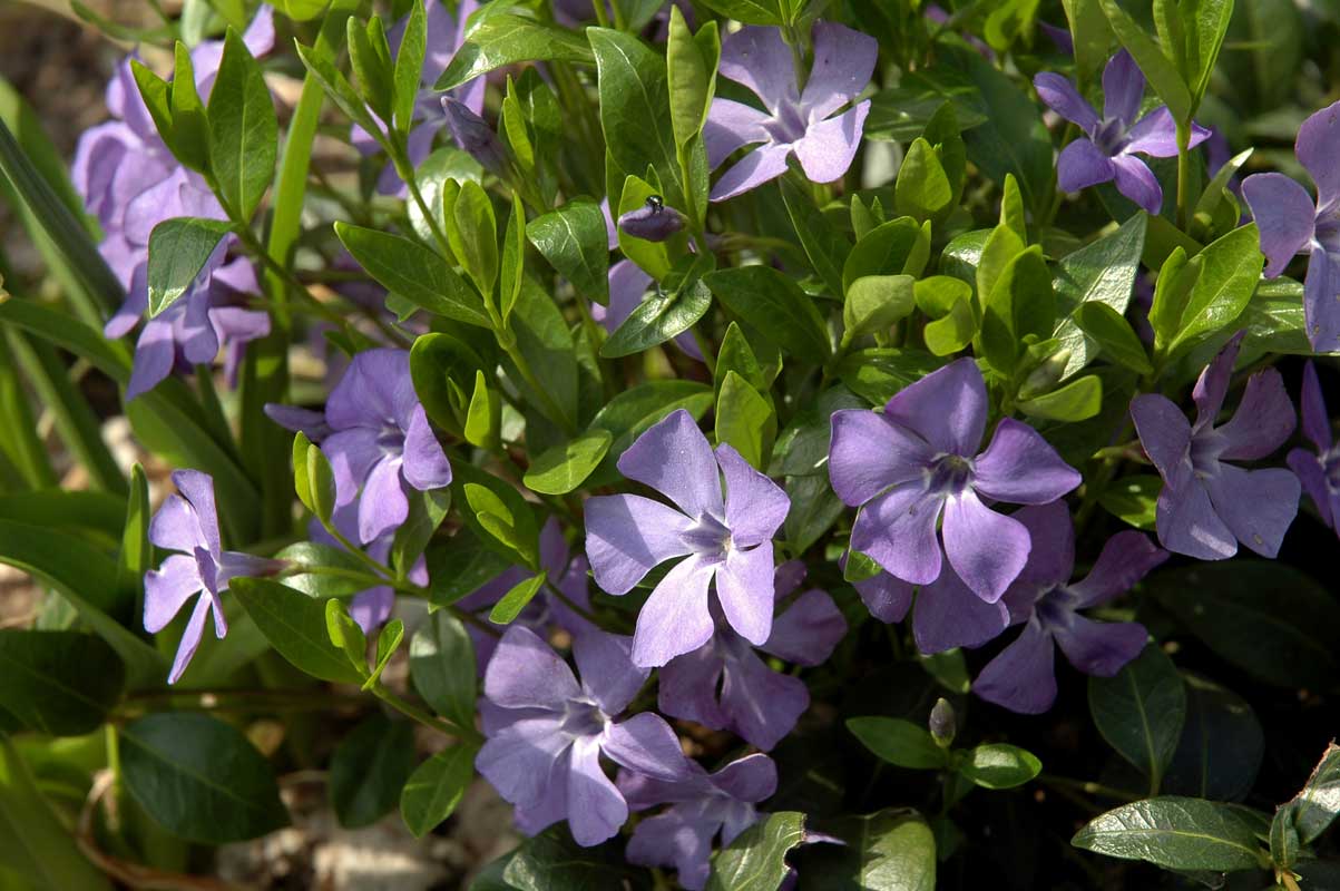 Drought-Tolerant Plants For Every Landscape & Plant Type 8 periwinkle plant that is flowering