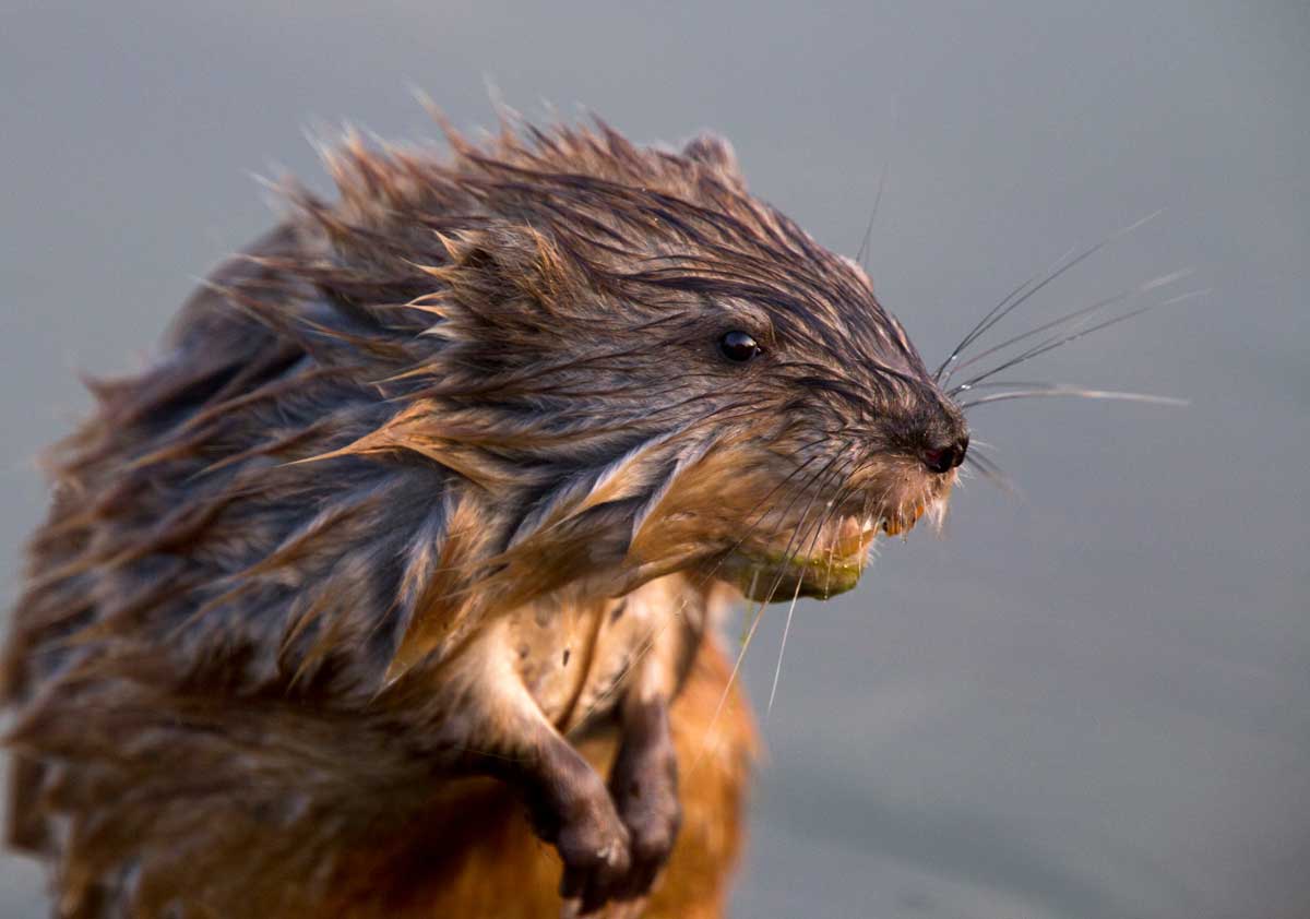 How To Get Rid of Muskrats in Lakes, Ponds & Gardens 3 closeup of a muskrat