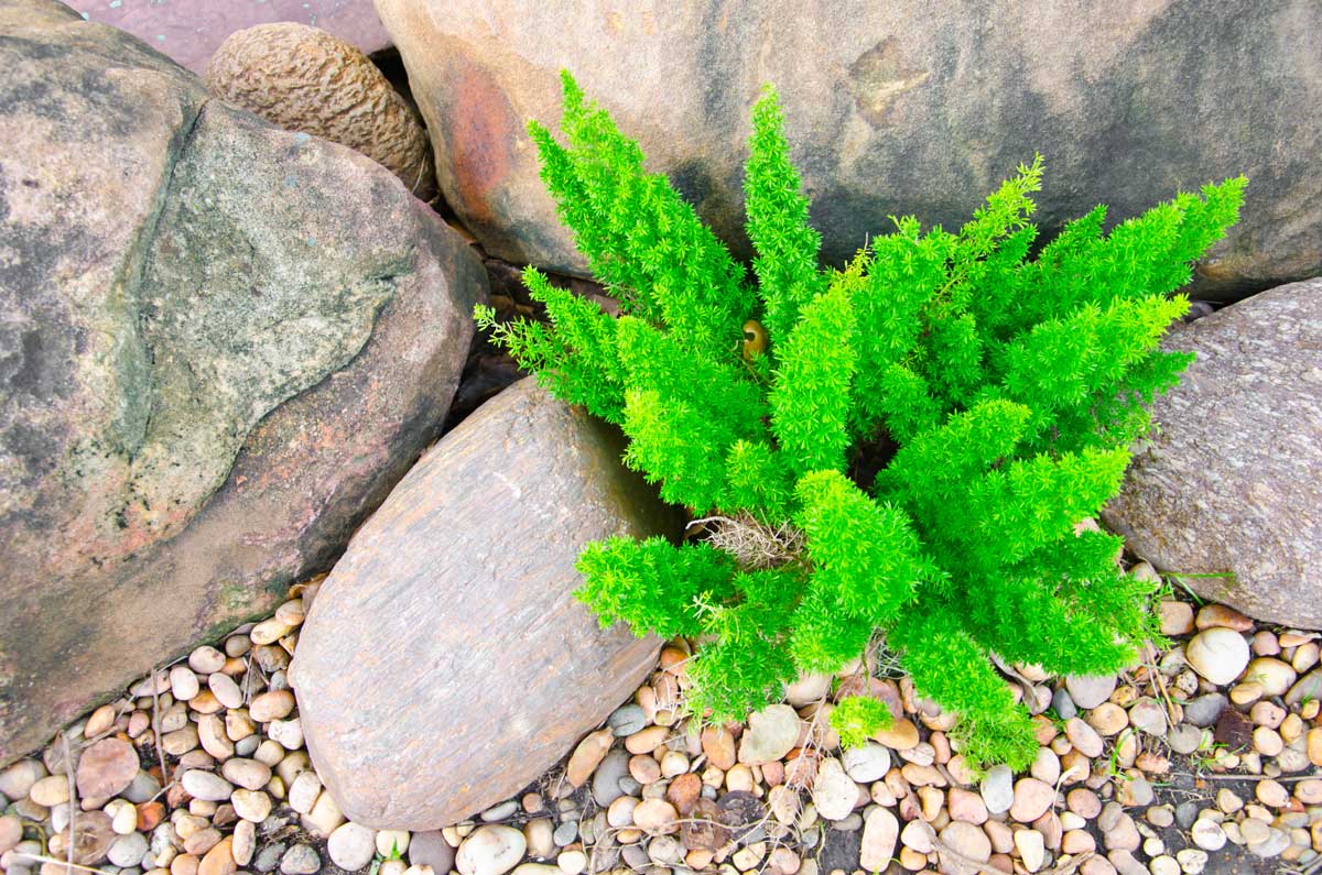 Low-Maintenance Shade Plants: Shrubs & Perennials 9 Asparagus Fern with rocks