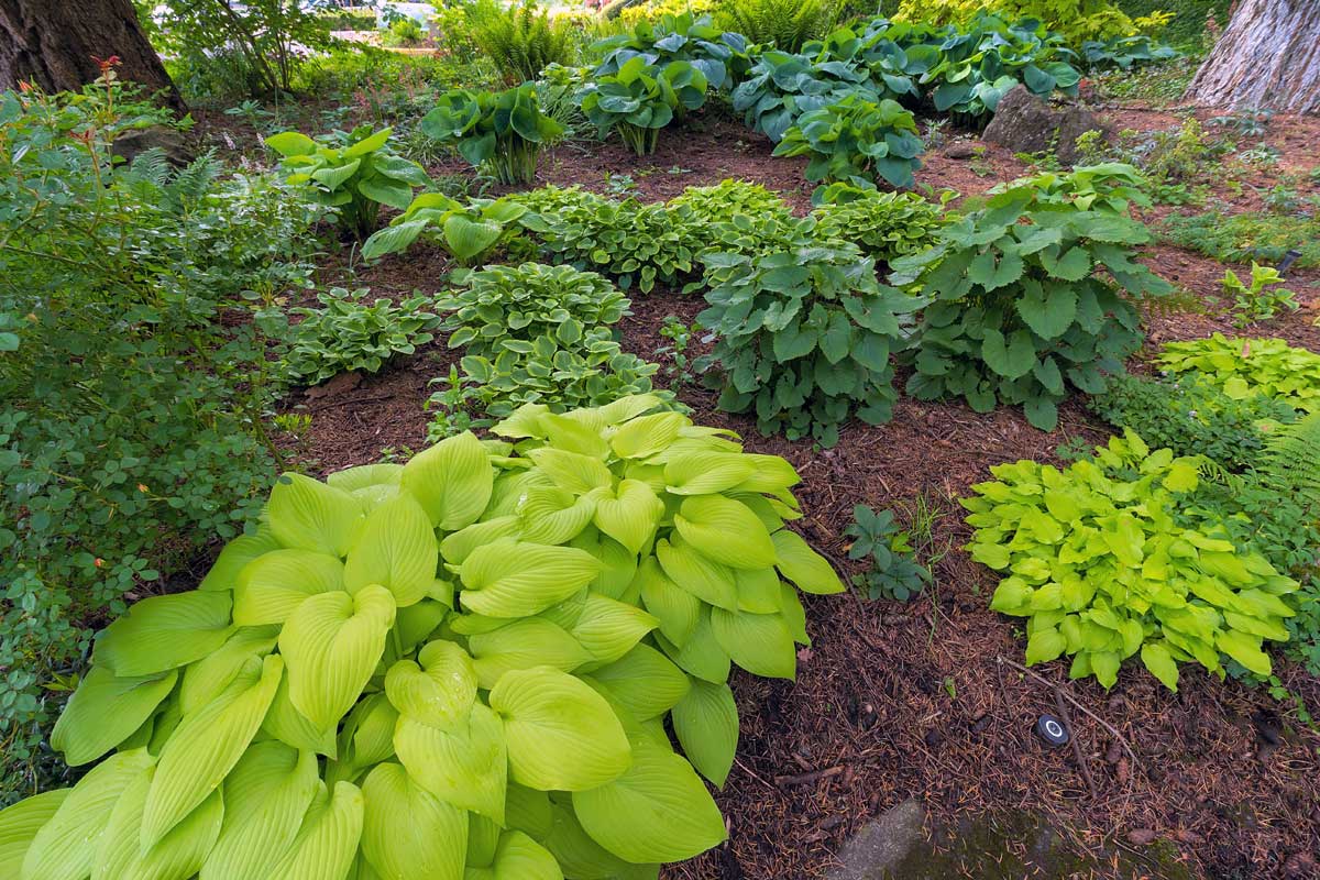 Low-Maintenance Shade Plants: Shrubs & Perennials 15 hosta's in a garden
