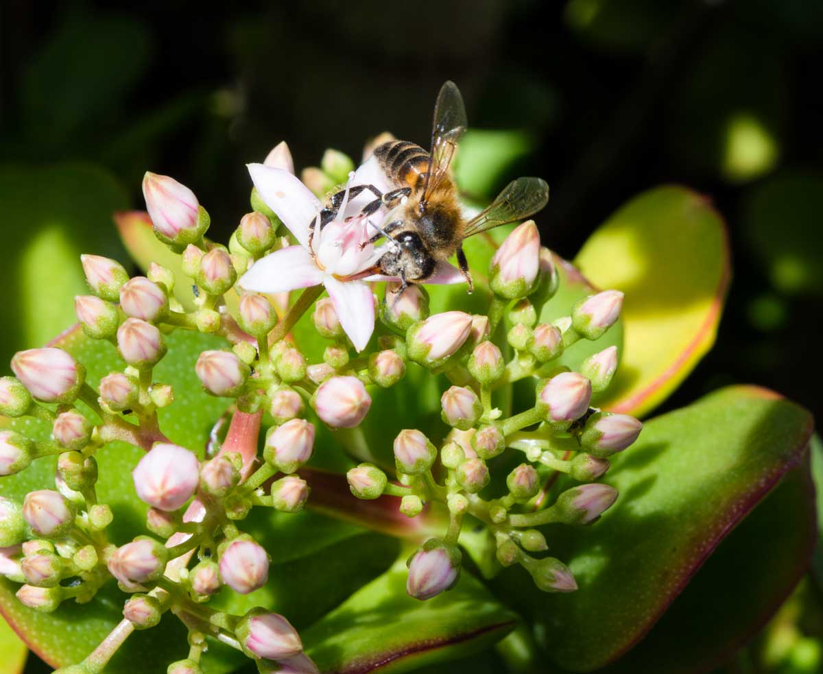 Drought-Tolerant Plants For Every Landscape & Plant Type 26 bee on a jade plant
