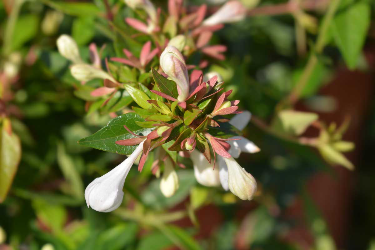 Low-Maintenance Shade Plants: Shrubs & Perennials 3 abelia shrub in bloom