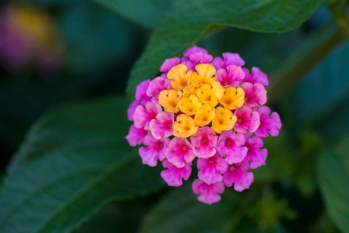 Drought-Tolerant Plants For Every Landscape & Plant Type 4 lantana plant closeup