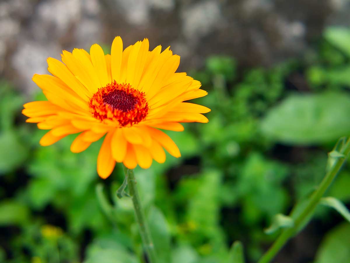 Drought-Tolerant Plants For Every Landscape & Plant Type 10 blooming calendula flower