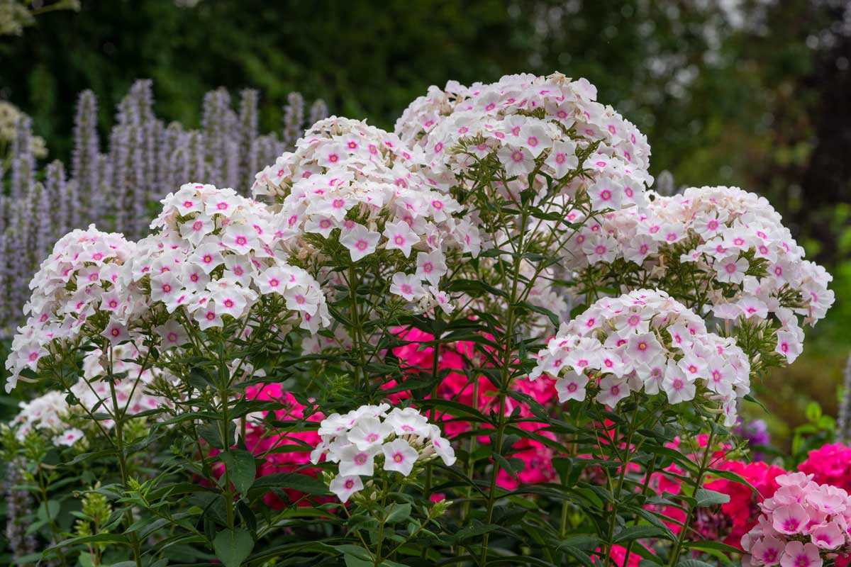 Low-Maintenance Foundation Plants (15 Ideas + Planting Plan) 8 garden phlox in bloom white and pink color