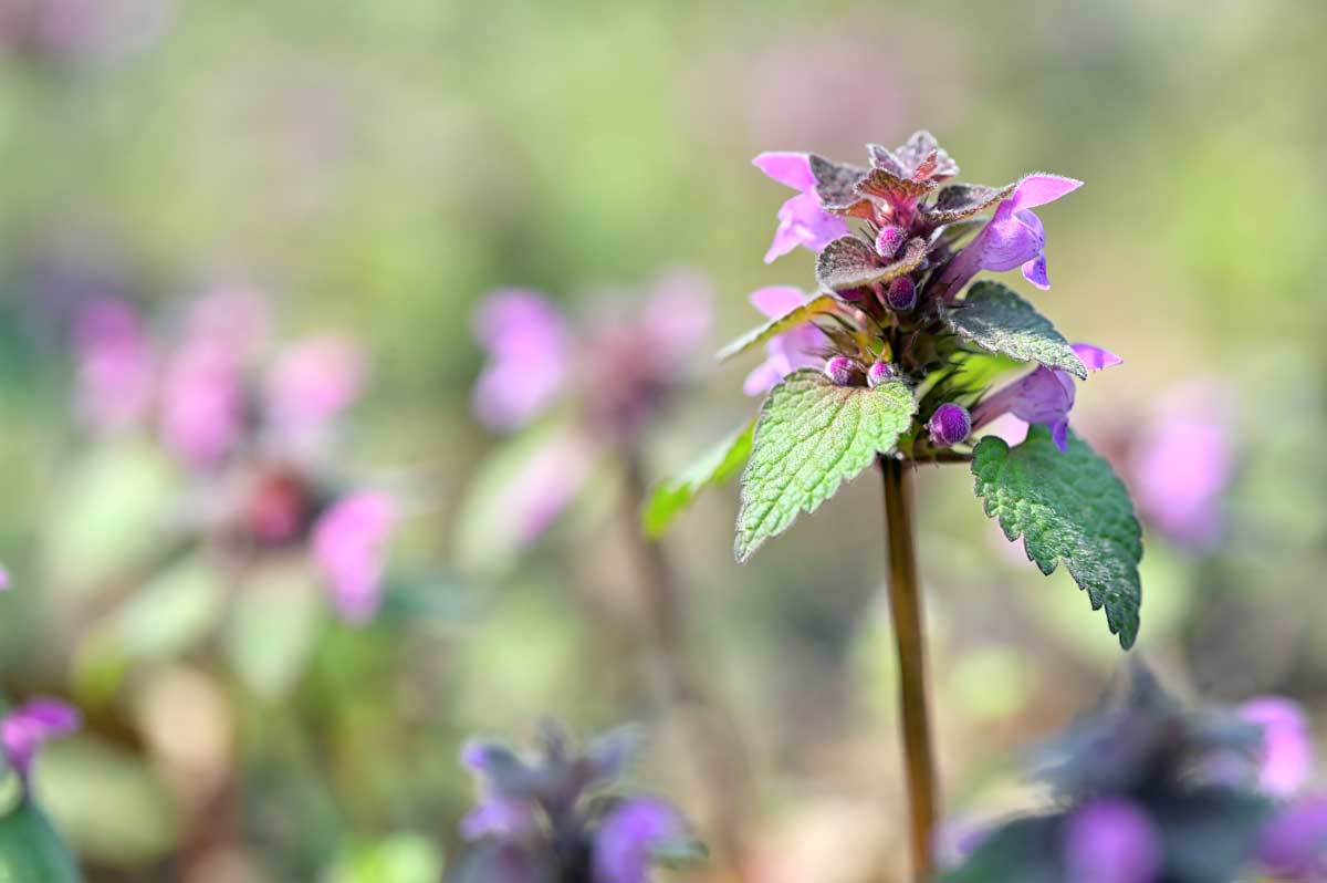 Low-Maintenance Shade Plants: Shrubs & Perennials 21 spotted dead-nettle plant