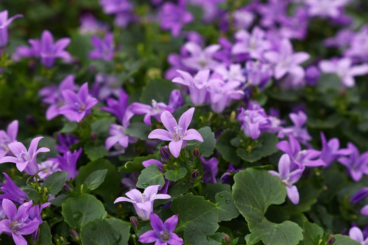Low-Maintenance Foundation Plants (15 Ideas + Planting Plan) 12 Campanula plant in bloom