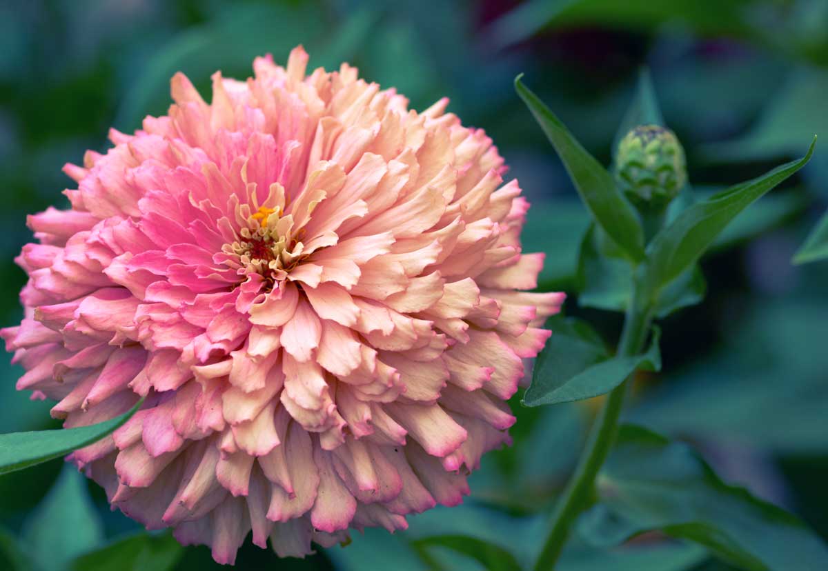 Drought-Tolerant Plants For Every Landscape & Plant Type 6 blooming pink zinnia flower