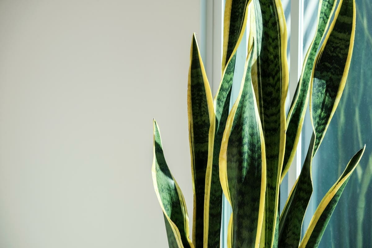 Snake Plant: Growing + Care Guide 3 Sansevieria or snake plant up close
