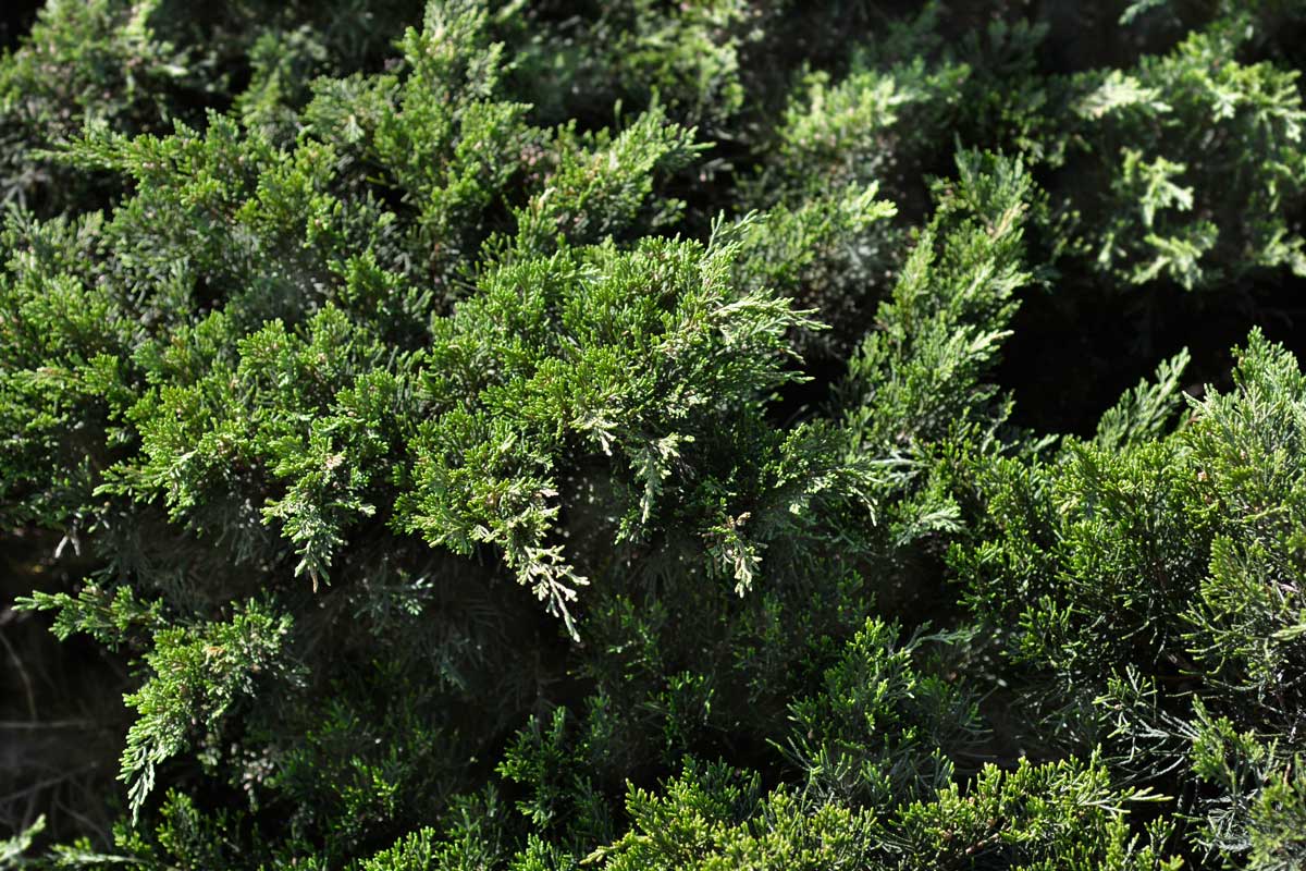 Low-Maintenance Foundation Plants (15 Ideas + Planting Plan) 3 juniper plant