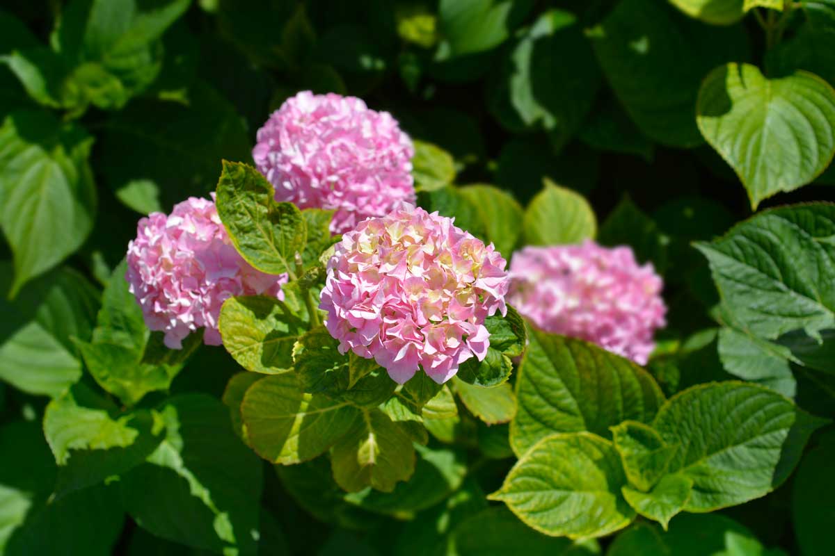 Low-Maintenance Shade Plants: Shrubs & Perennials 12 French Hydrangea is an excellent shade plant