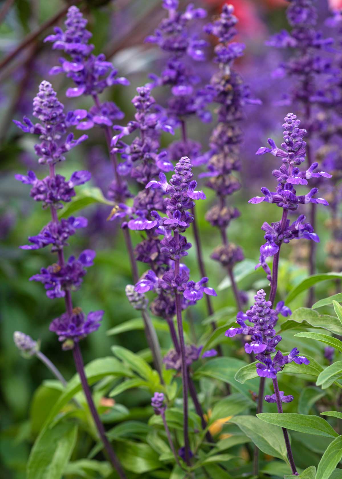 Drought-Tolerant Plants For Every Landscape & Plant Type 9 Drought-Tolerant Plants For Every Landscape & Plant Type - un 34286068 blue sage salvia farinacea