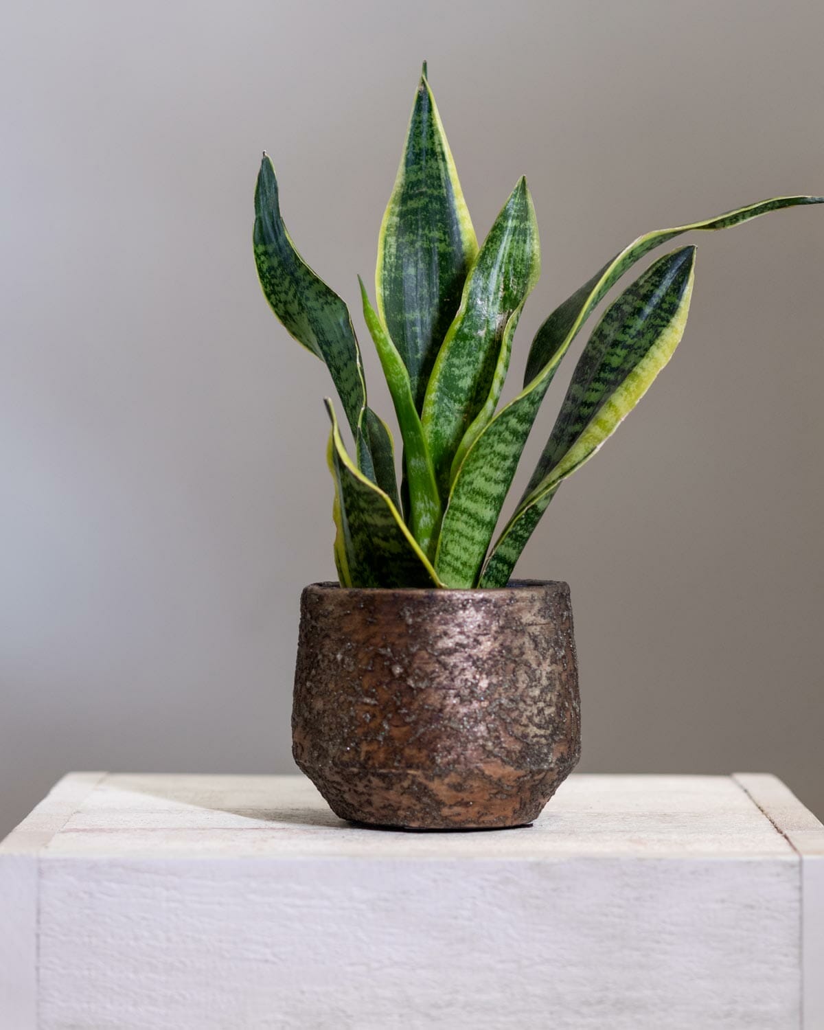 Snake Plant: Growing + Care Guide 2 snake plant in old metallic pot