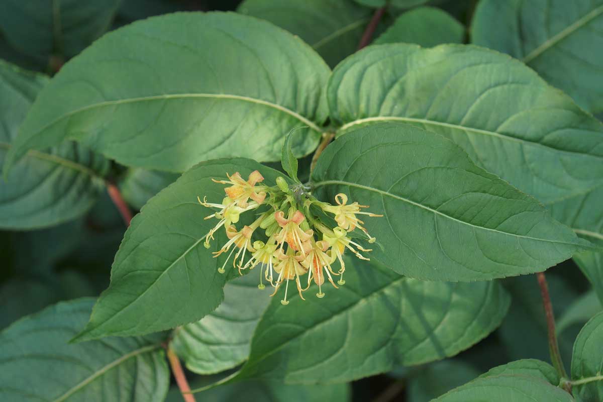 Low-Maintenance Shade Plants: Shrubs & Perennials 5 bush honeysuckle shrub