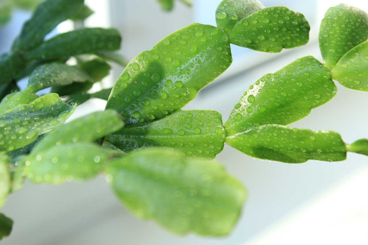 Christmas Cactus Q&A: Essential Things You Should Know 3 water on a christmas cactus