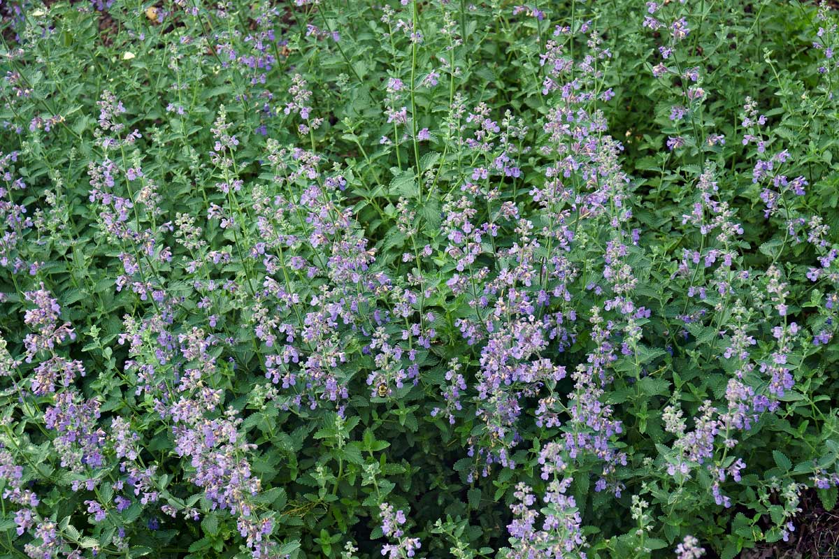Drought-Tolerant Plants For Every Landscape & Plant Type 11 catmint flowers in bloom