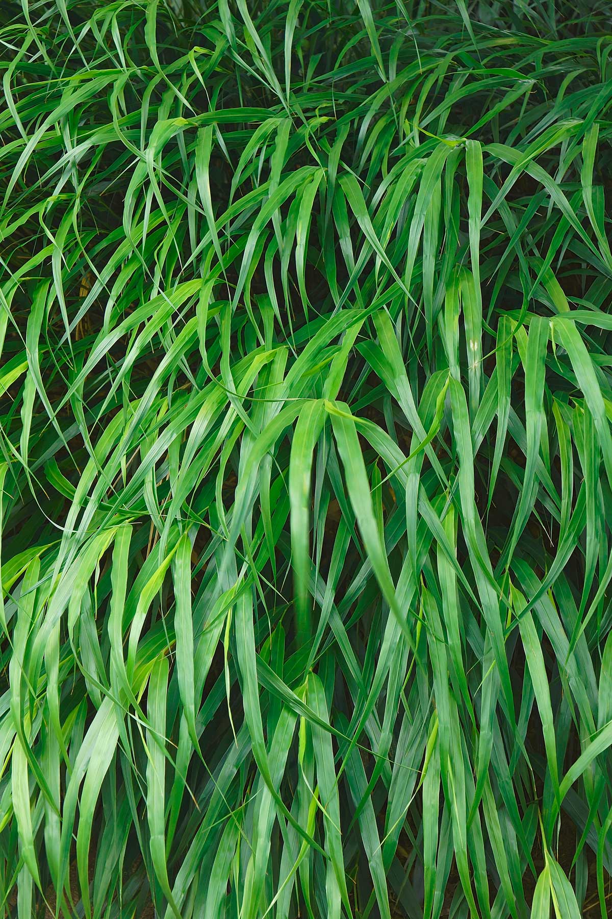 Low-Maintenance Shade Plants: Shrubs & Perennials 22 Japanese forest grass