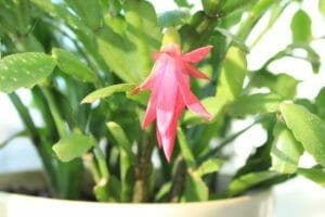 13 Common Christmas Cactus Problems & Solutions 1 christmas cactus pink flower