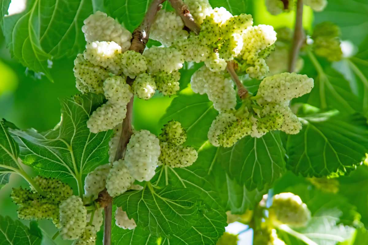 Mulberry Tree: Growing, Tips & Some Surprising Facts 3 unripe berries on a mulberry tree