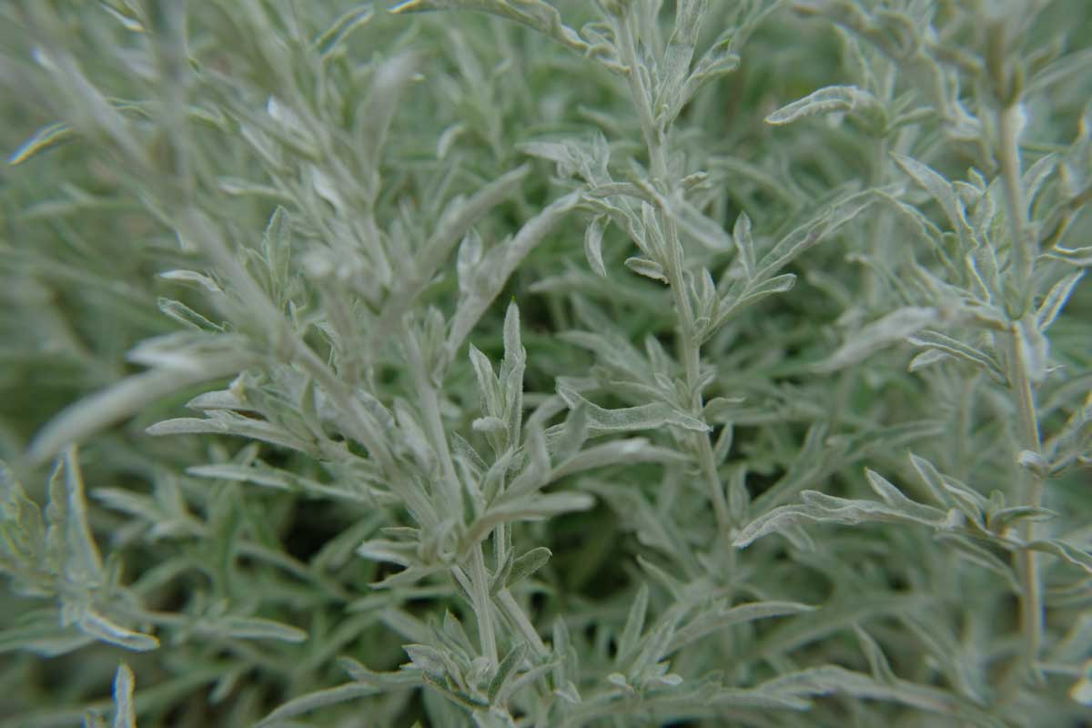 Drought-Tolerant Plants For Every Landscape & Plant Type 22 dusty miller plant closeup
