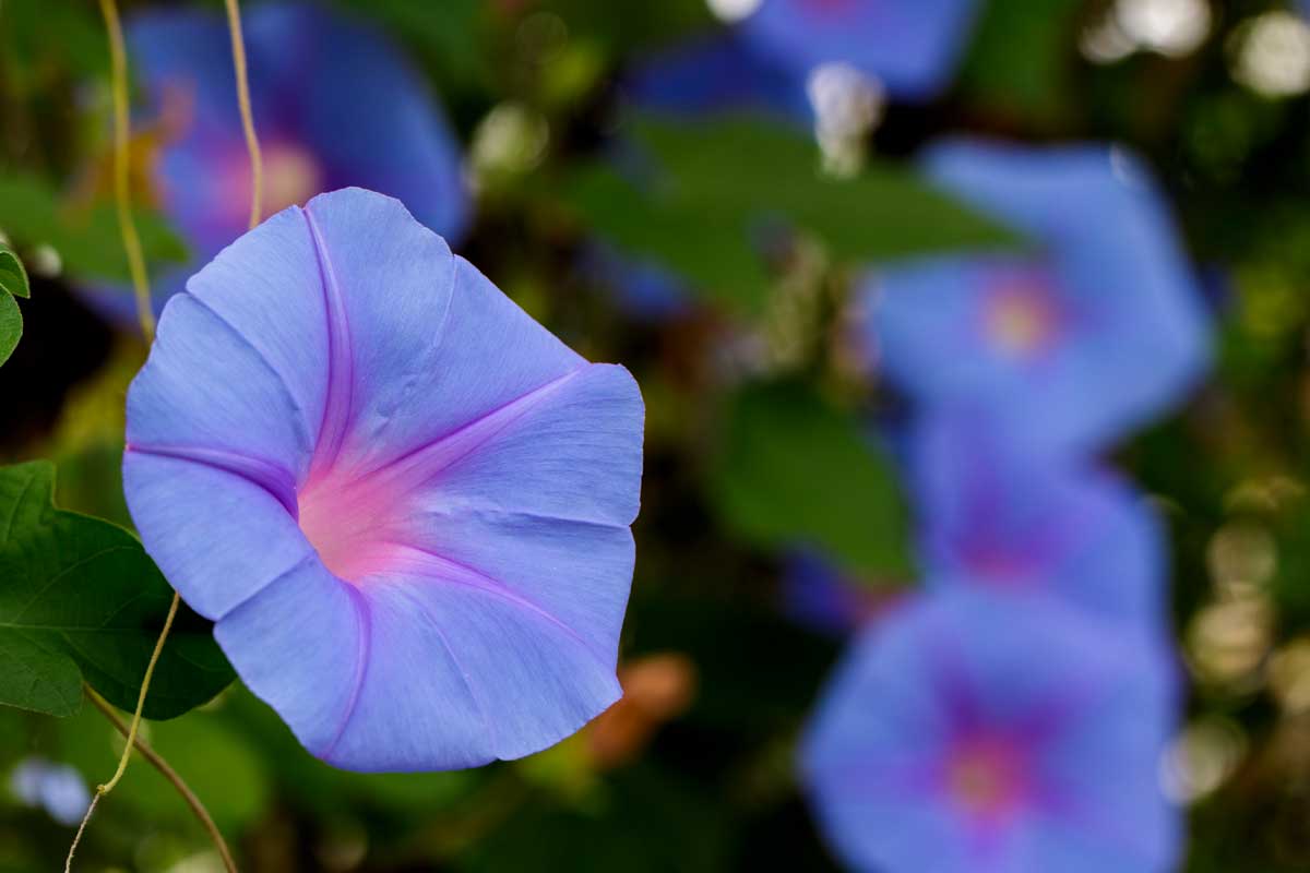 Drought-Tolerant Plants For Every Landscape & Plant Type 5 morning glory flower in nature