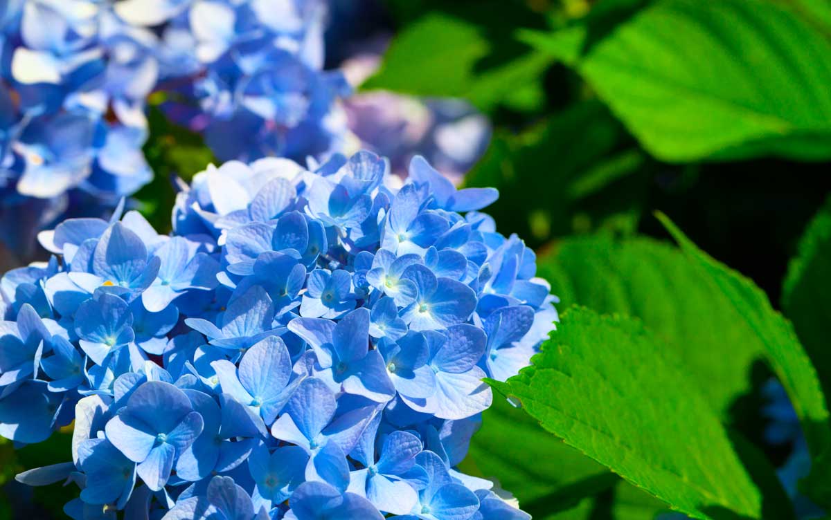 Low-Maintenance Foundation Plants (15 Ideas + Planting Plan) 17 blue hydrangeas in bloom