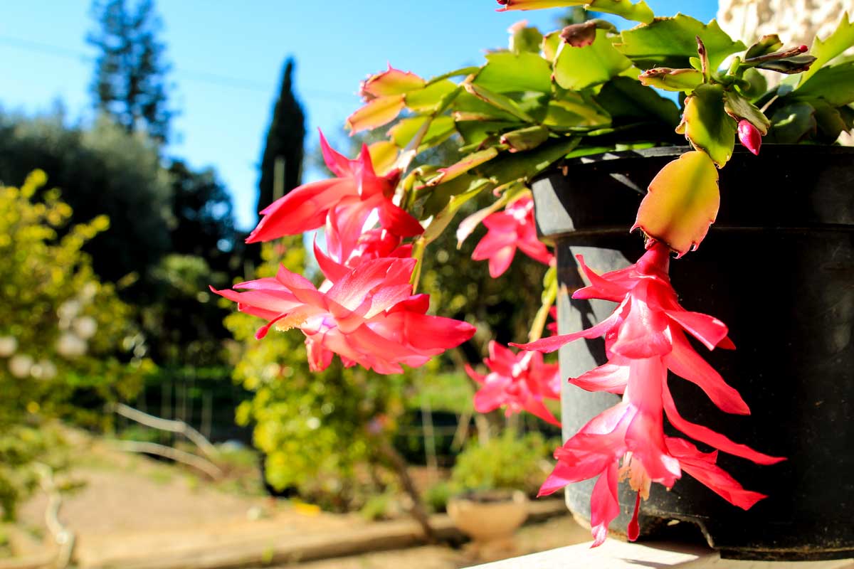 Christmas Cactus Q&A: Essential Things You Should Know 2 christmas cactus in the sun