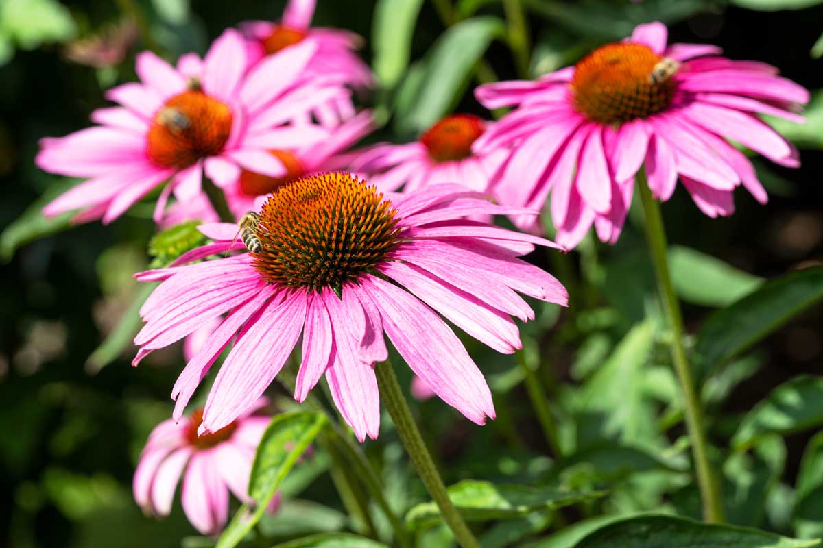 Drought-Tolerant Plants For Every Landscape & Plant Type 21 coneflower with bee on it