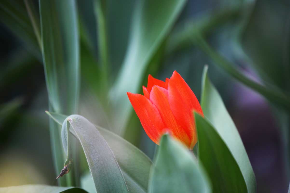 Low-Maintenance Foundation Plants (15 Ideas + Planting Plan) 10 red tulip plant in bloom