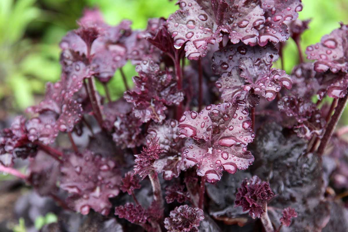 Low-Maintenance Shade Plants: Shrubs & Perennials 19 Obsidian Coral Bells