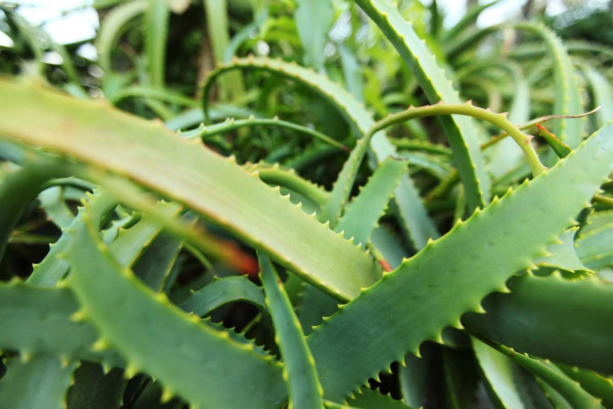 Drought-Tolerant Plants For Every Landscape & Plant Type 25 aloe plants