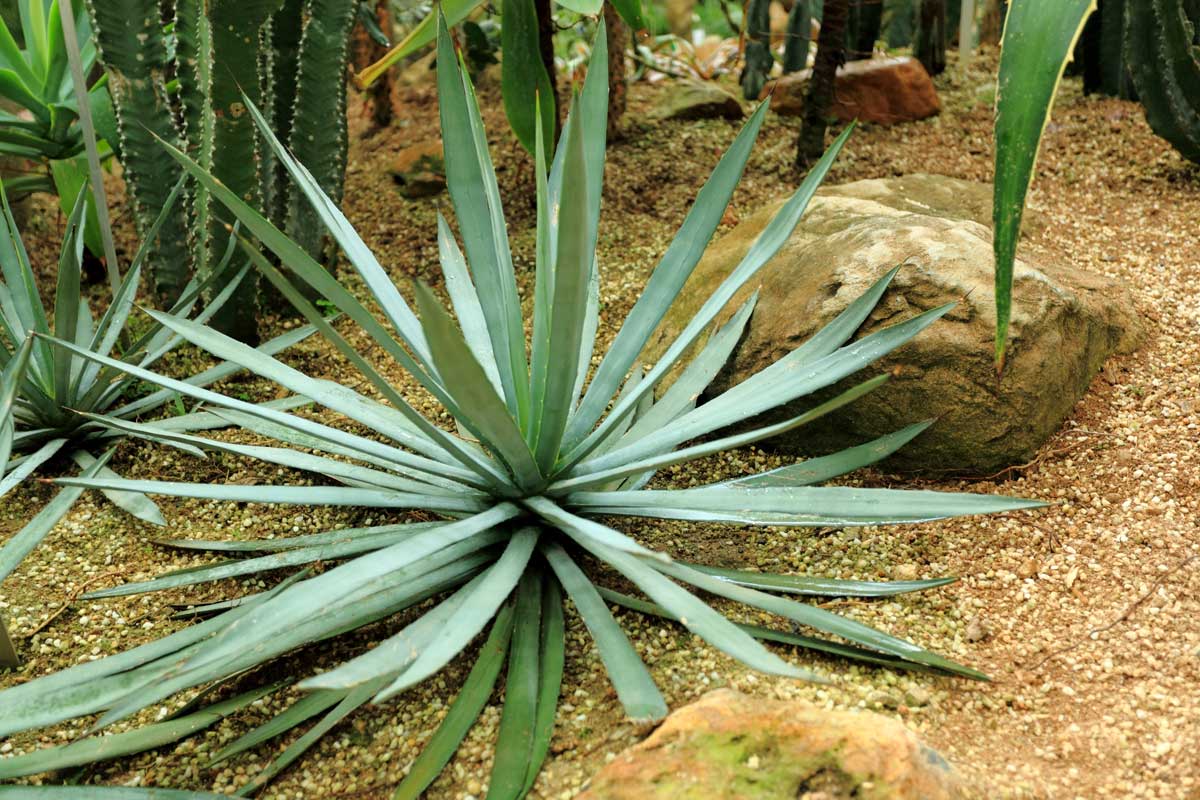 Drought-Tolerant Plants For Every Landscape & Plant Type 24 drought tolerant plant in desert - agave