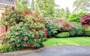 Low-Maintenance Shade Plants: Shrubs & Perennials 1 bushes of rhododendron in a shade garden