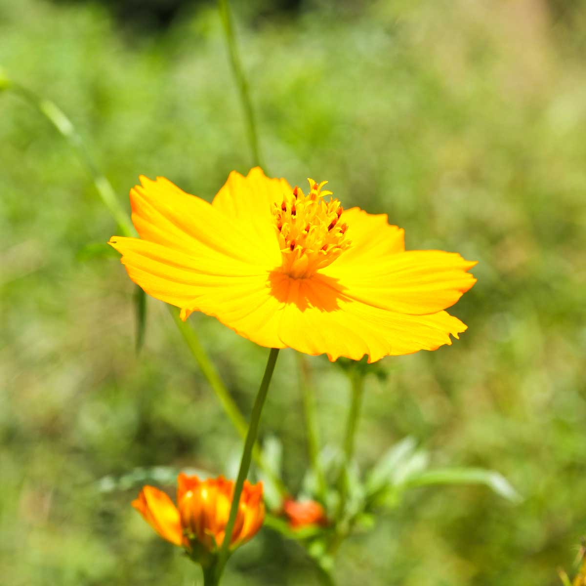 Drought-Tolerant Plants For Every Landscape & Plant Type 19 yellow cosmos flower