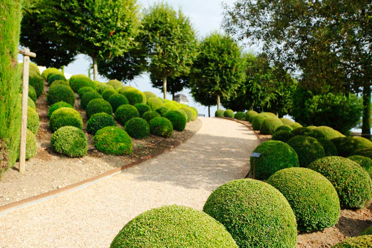 Low-Maintenance Foundation Plants (15 Ideas + Planting Plan) 5 boxwood plants
