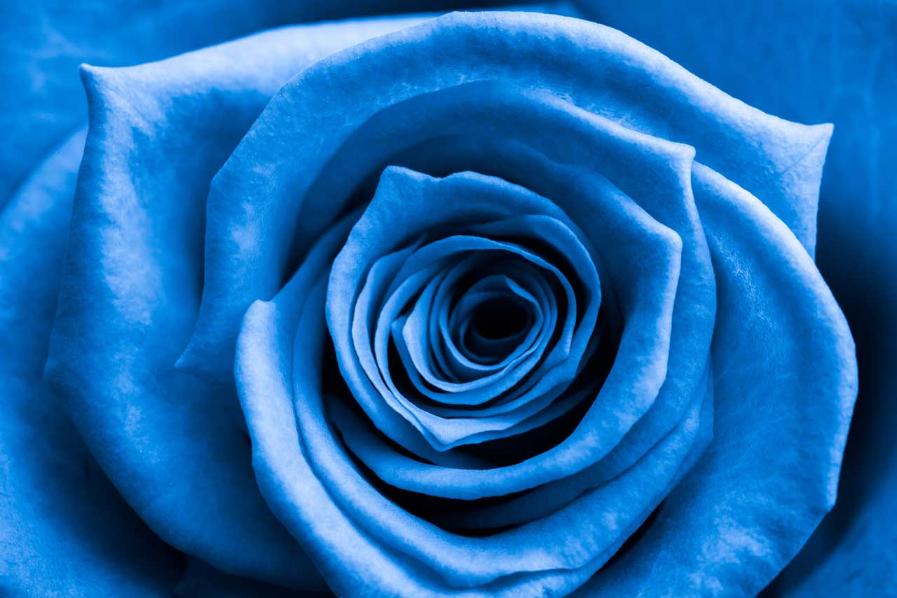 Blue Rose Meaning: Color + Symbolism Explained 4 closeup of a blue rose