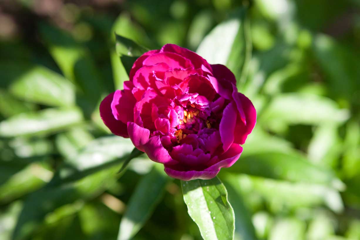 Low-Maintenance Foundation Plants (15 Ideas + Planting Plan) 16 peony flower