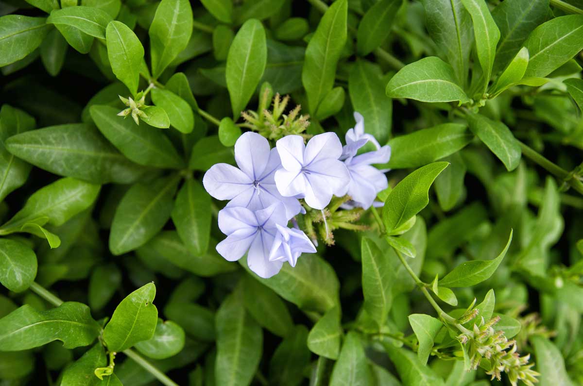 Low-Maintenance Shade Plants: Shrubs & Perennials 16 vinca major plant