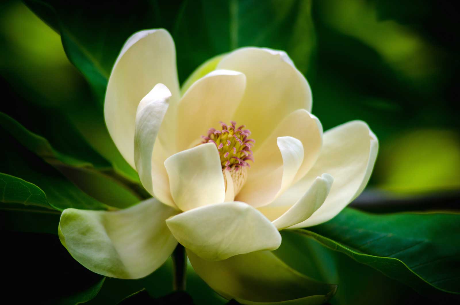 Magnolia Flower: Health Benefits, Meaning + Interesting Facts 3 white magnolia flower in bloom