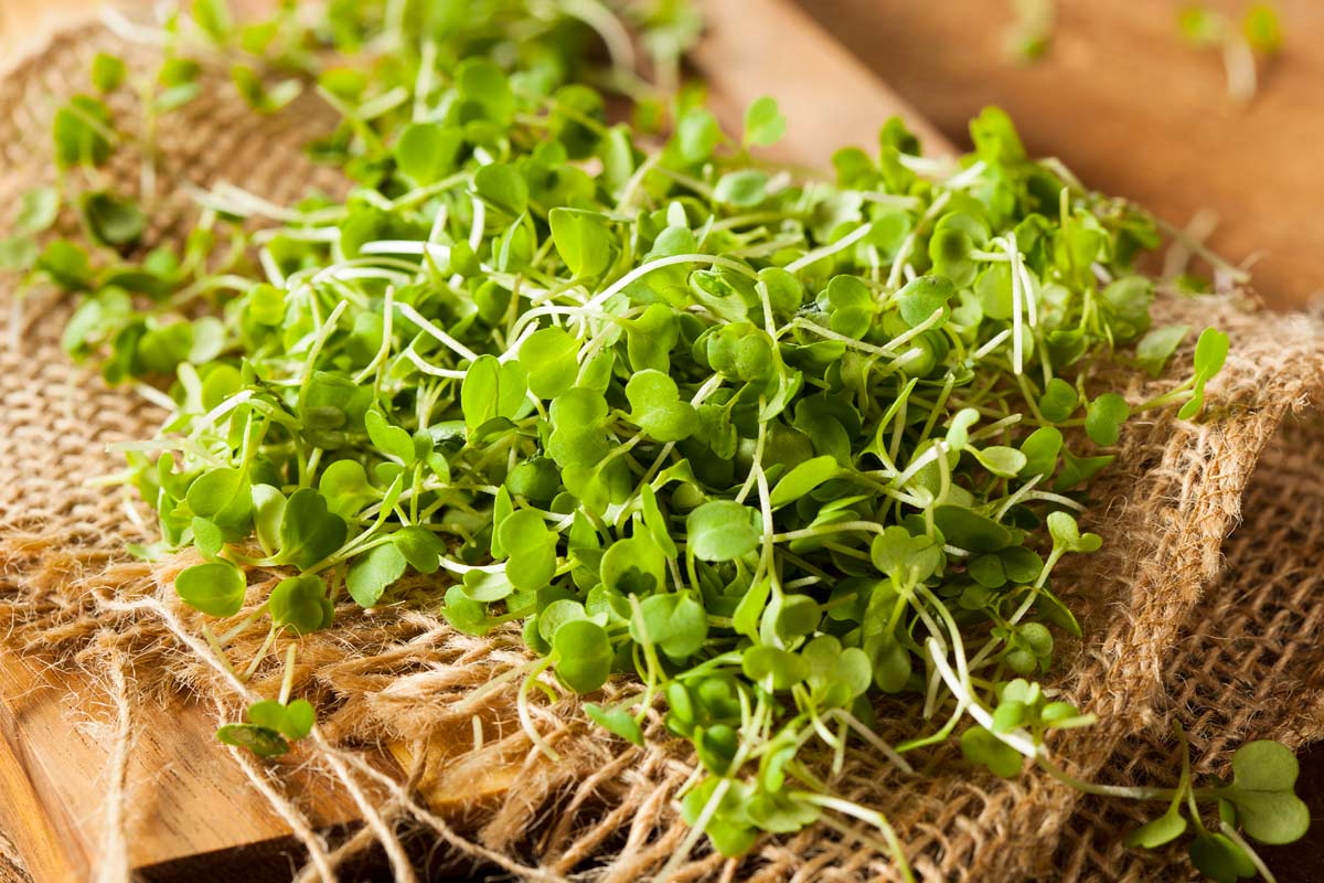 20 cut and come again vegetables that feel like free food forever 11 20 cut and come again vegetables that feel like free food forever - arugula microgreens dp 56360947 XL