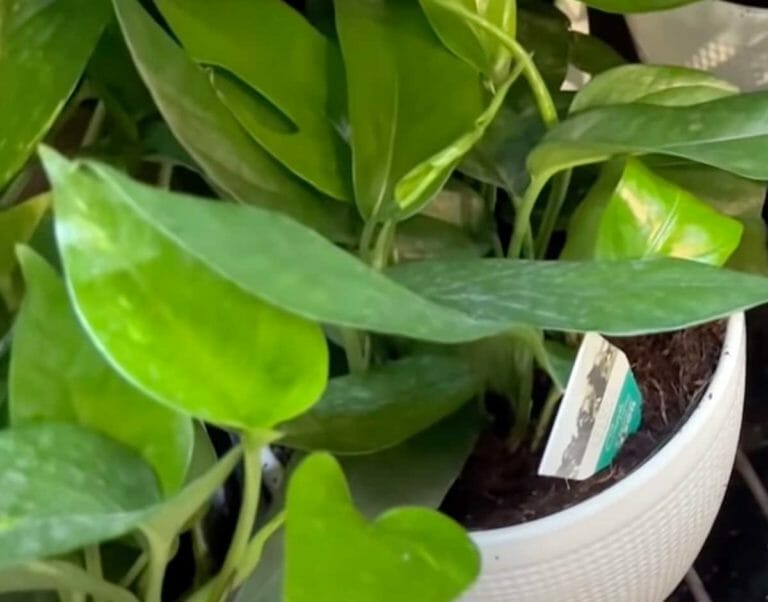 Epipremnum Baltic Blue Pothos: Rare & Unique ~ Plant Care Guide 3 baltic blue pothos in white pot