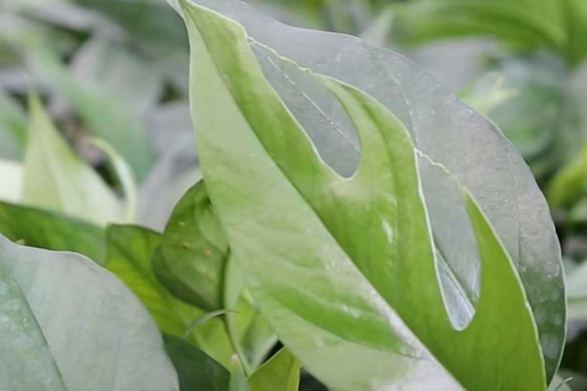 Plant Showdown: Baltic Blue Pothos vs Cebu Blue Pothos Plants 3 baltic blue pothos plants