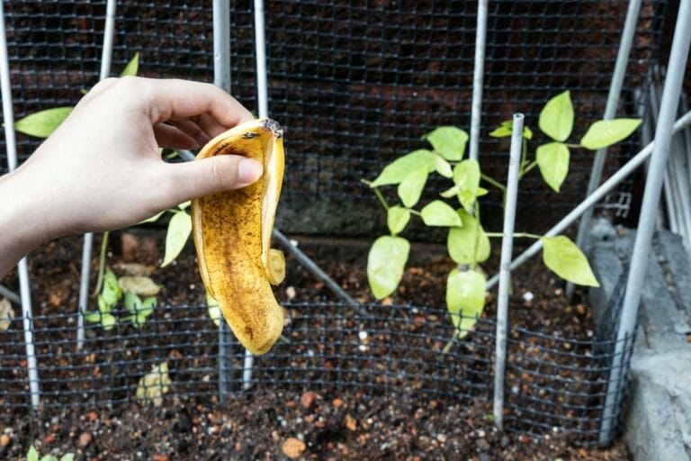 Banana Peels in Compost: Guide (Turn Waste Into Pay Dirt) 1 banana peel going in compost to grow plants