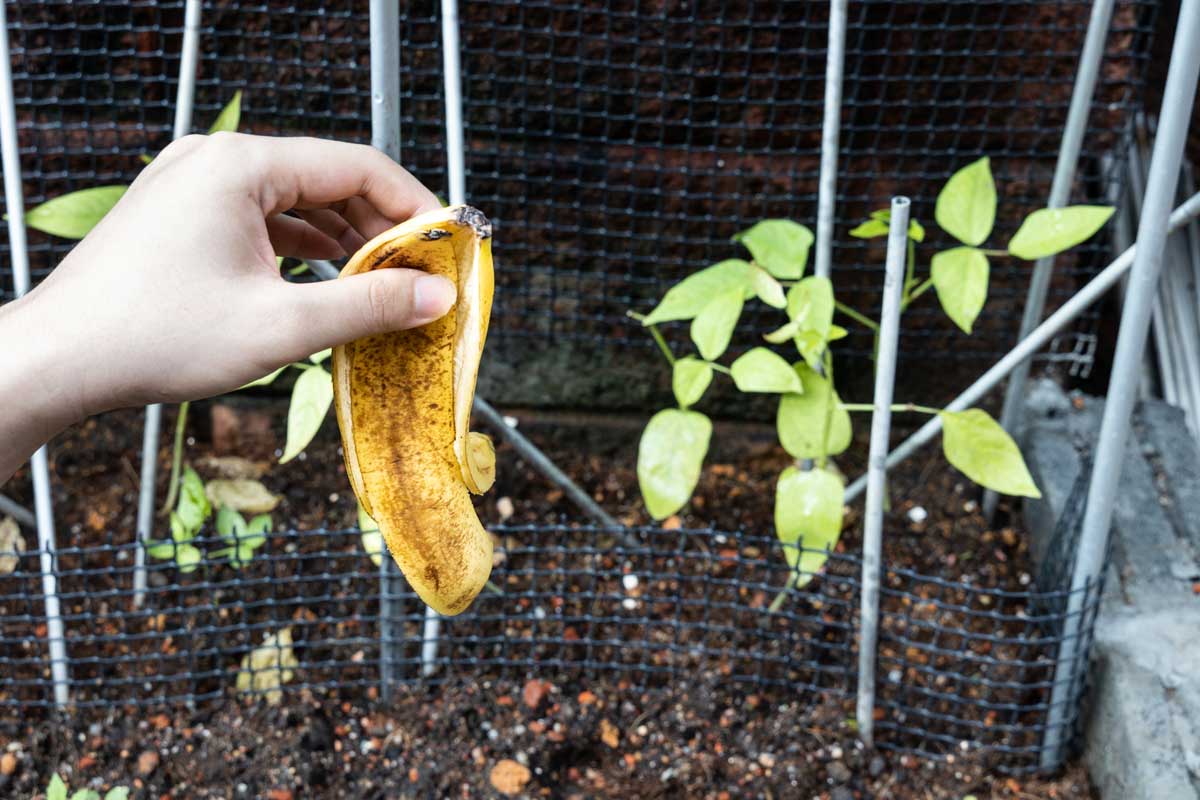 10 Ways to Use Banana Peels in Your Garden 3 banana peel going in compost to grow plants