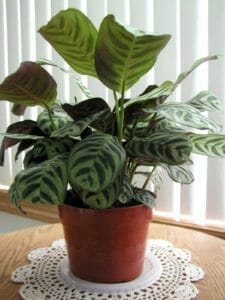 Calathea Exotica: Plant Care Guide 1 calathea exotica plant in pot